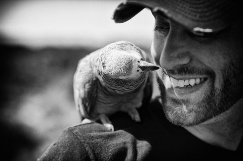 African grey pet parrot