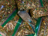 Blueberry inspecting the batch of Seasonal Feeding System 