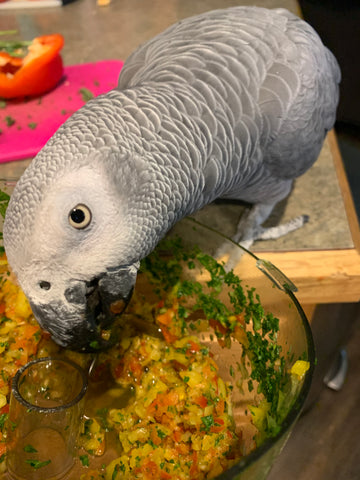 The 6 Components of a Healthy Parrot Diet