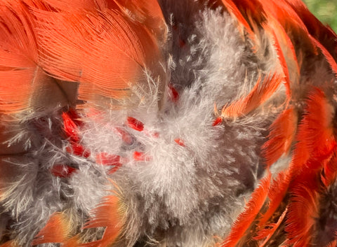 All About Pin Feathers