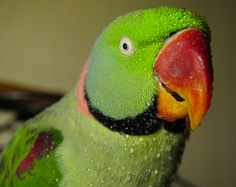 What Feathers Tell You About Your Parrot's Health