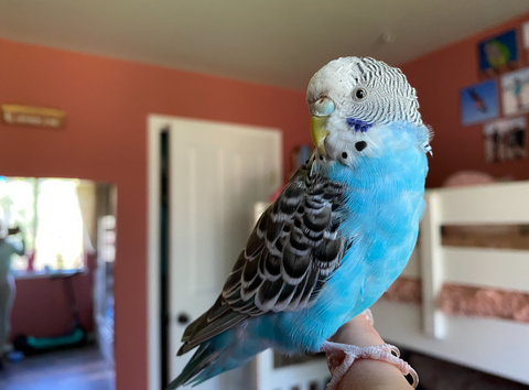 Blueberry the Budgie