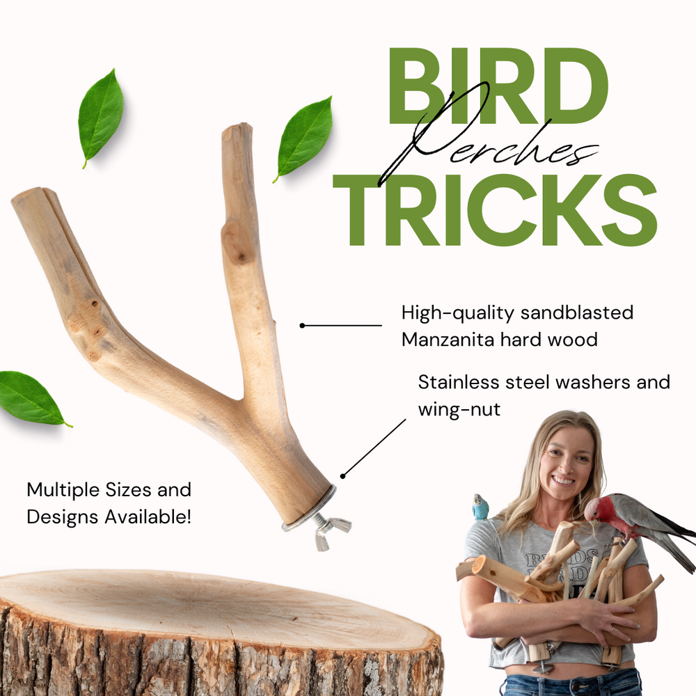 BirdTricks | Parrot Training, Taming & Care