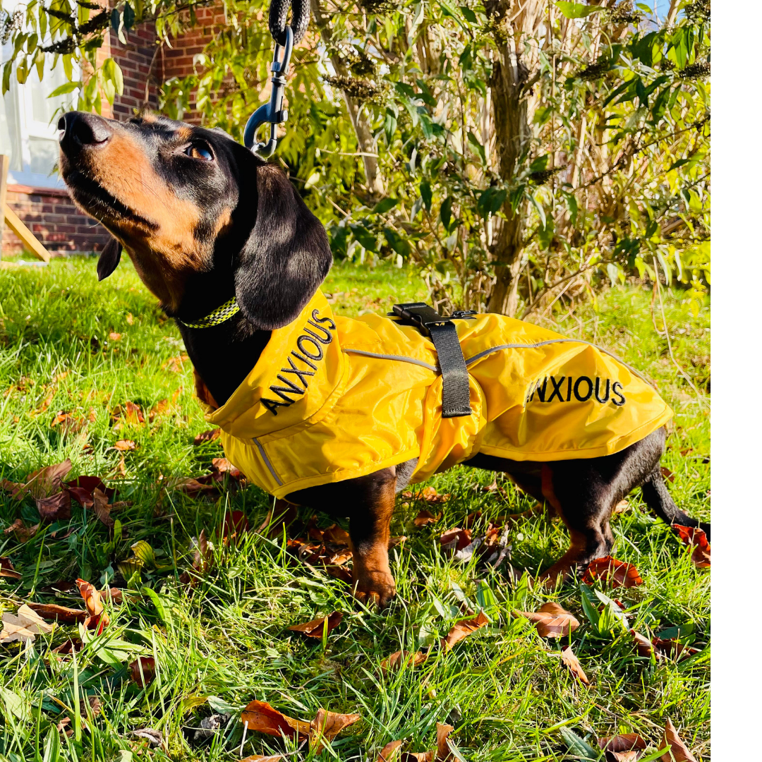 how cold is too cold for a dachshund