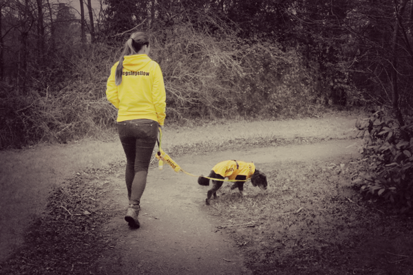 dogs in yellow