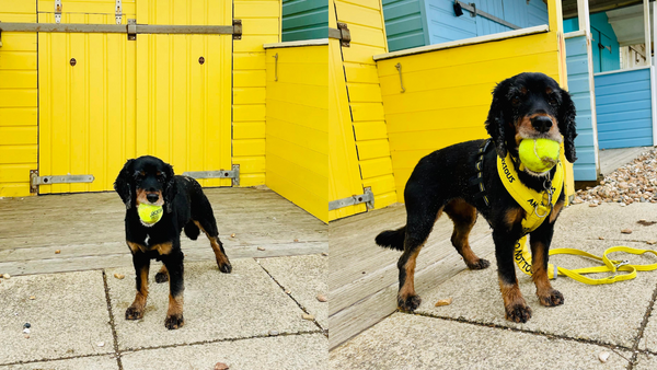 2 images of nervous dog side by side. One with no yellow dog accessories and one with an anxious dog harness and yellow lead