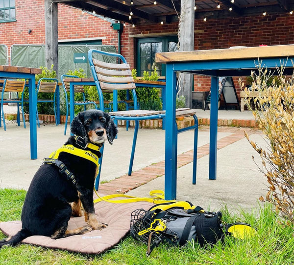 nervous dog outside at a cafe