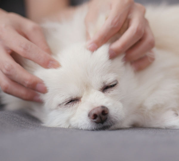 white dog having ears massaged