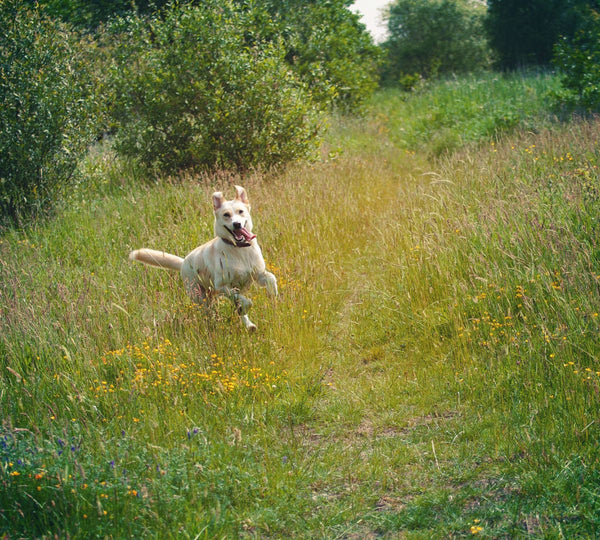 dog running free in a secure dog field