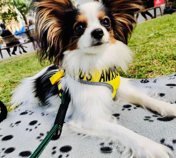 nervous dog relaxing outdoors on a settle mat