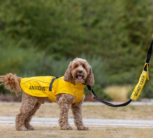 Cockerpoo wearing yellow anxious dog raincoat and do not touch lead slip