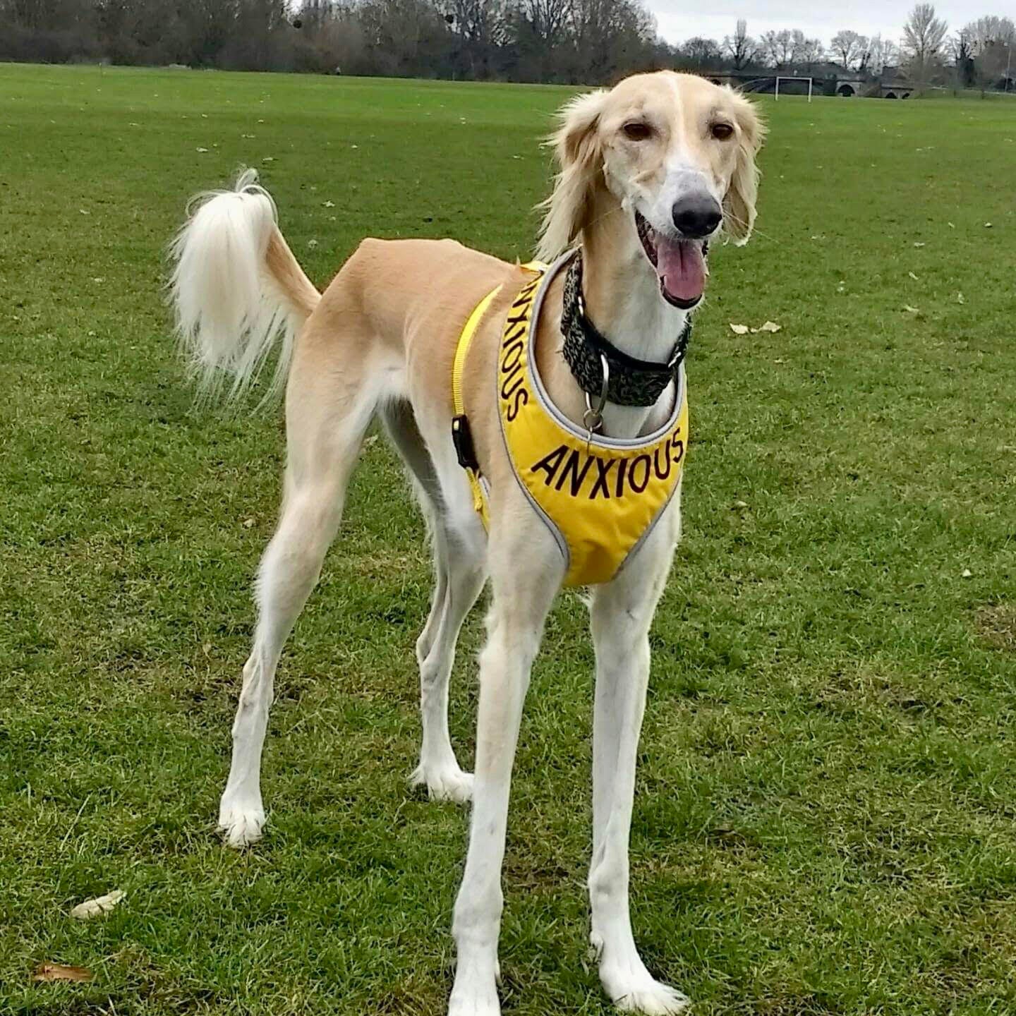 saluki dog harness