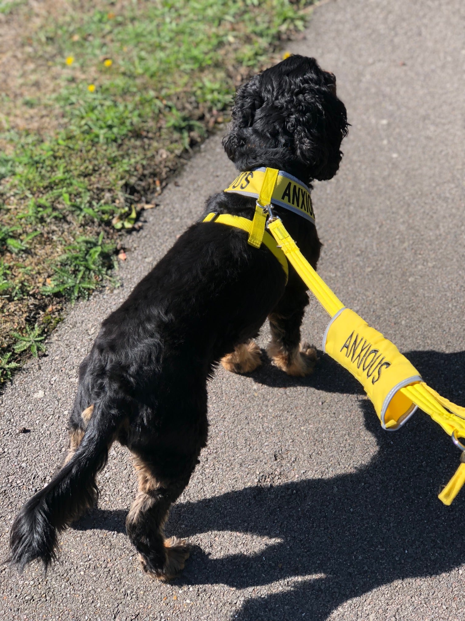 anxious dog lead