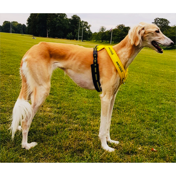 saluki dog harness