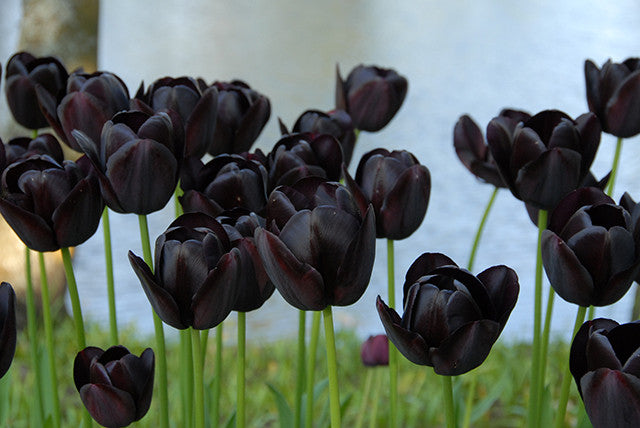 Tulip Queen of Night: Garden Royalty - Farmer Gracy's Blog