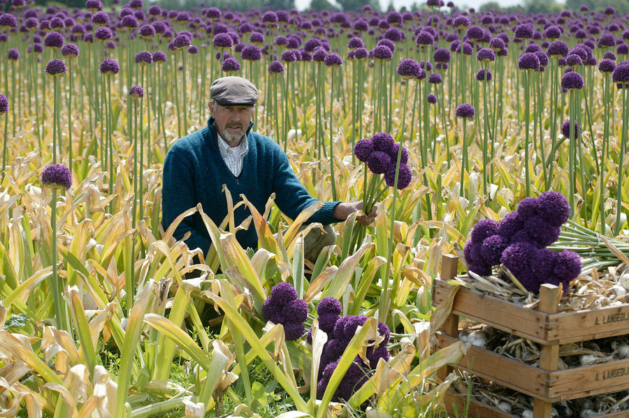 Field of Alliums