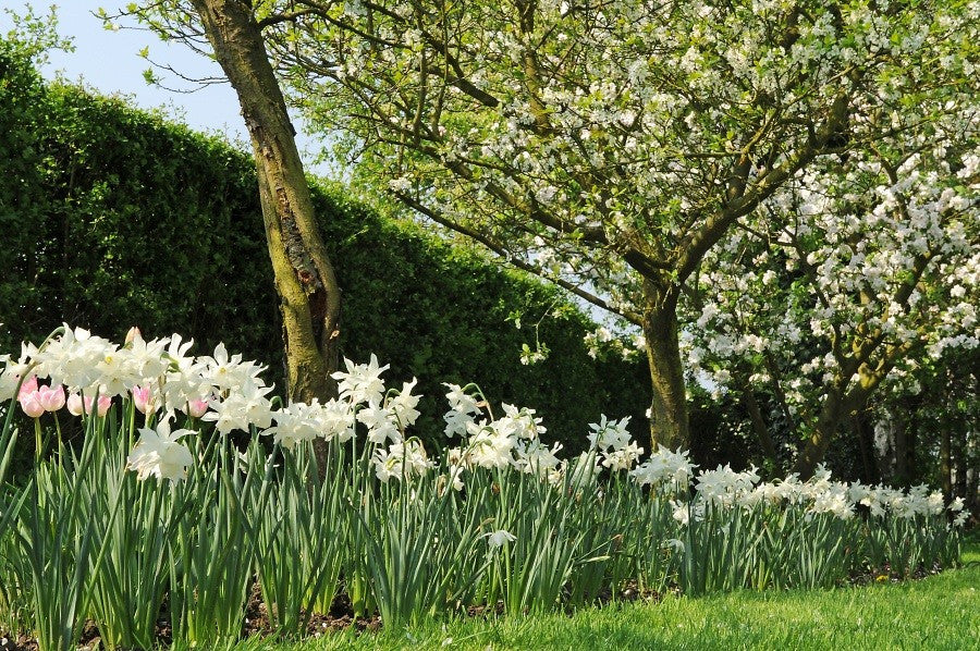 Thalia dafs planted in border