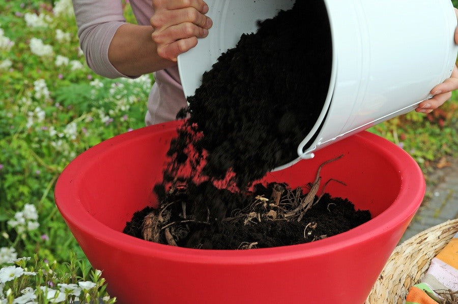 Planting Dahlia tubers