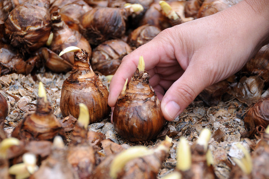 Paperwhite narcissus planting info