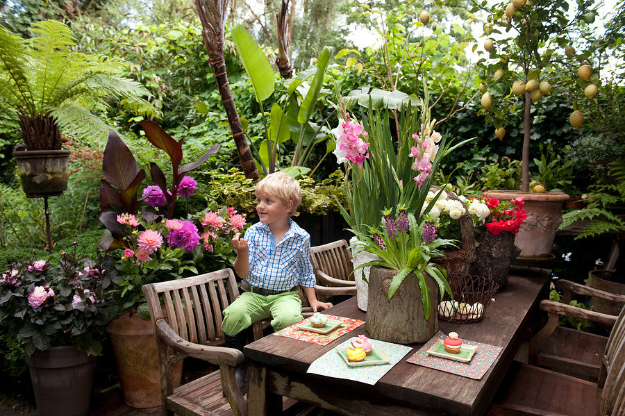 Summer bulbs in pots