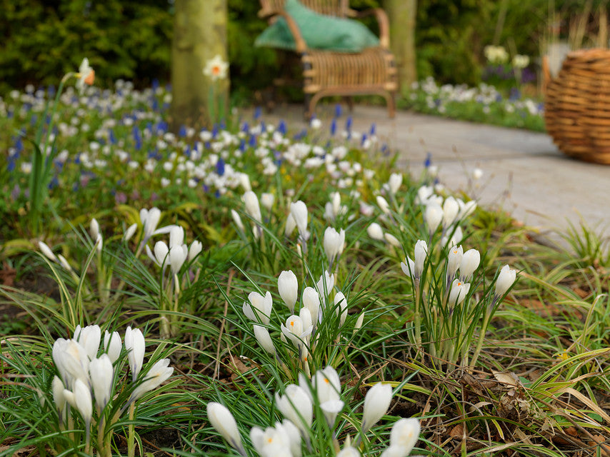 Crocuses