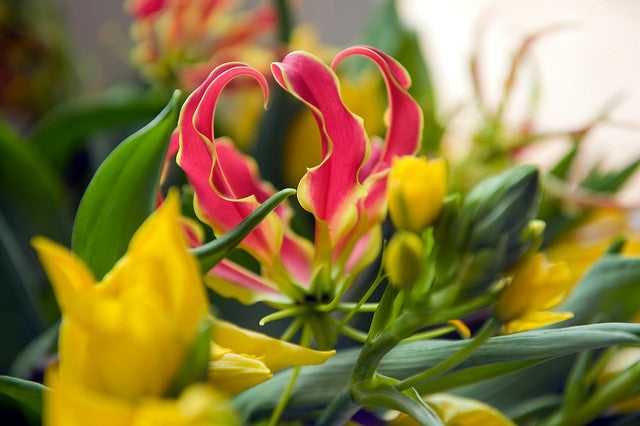 Gloriosa superba Rothschildiana