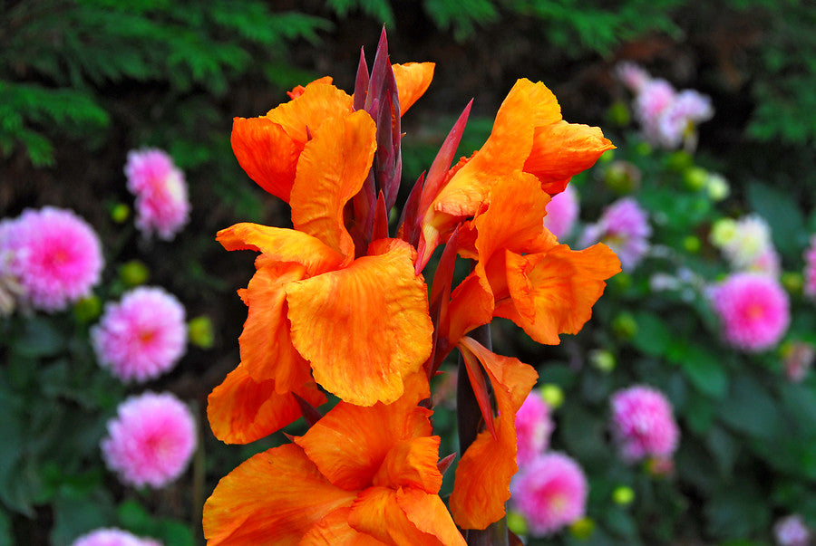 Canna & Dahlias