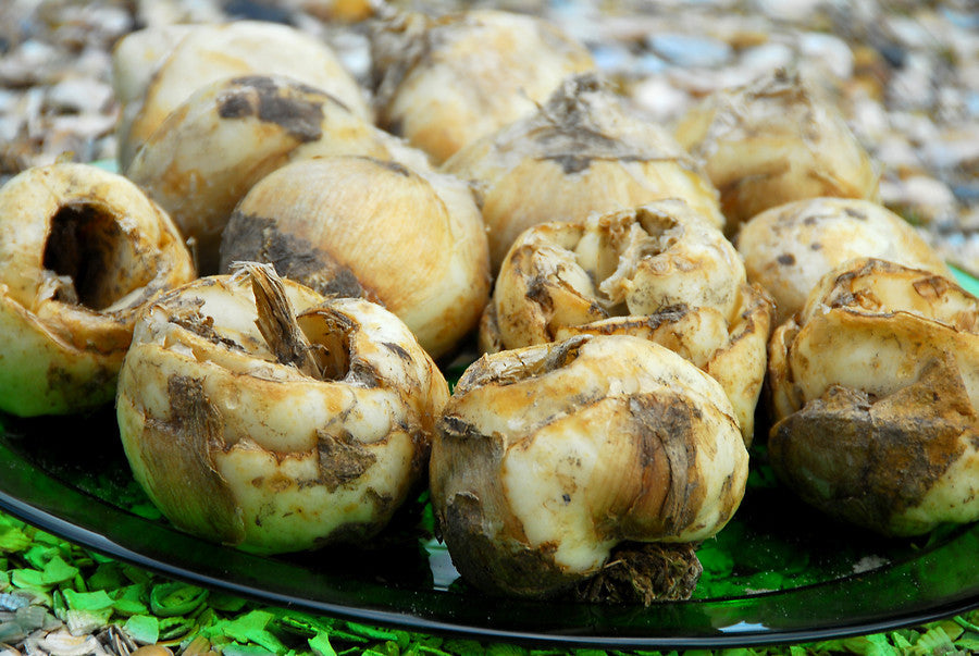 Fritillaria Bulbs