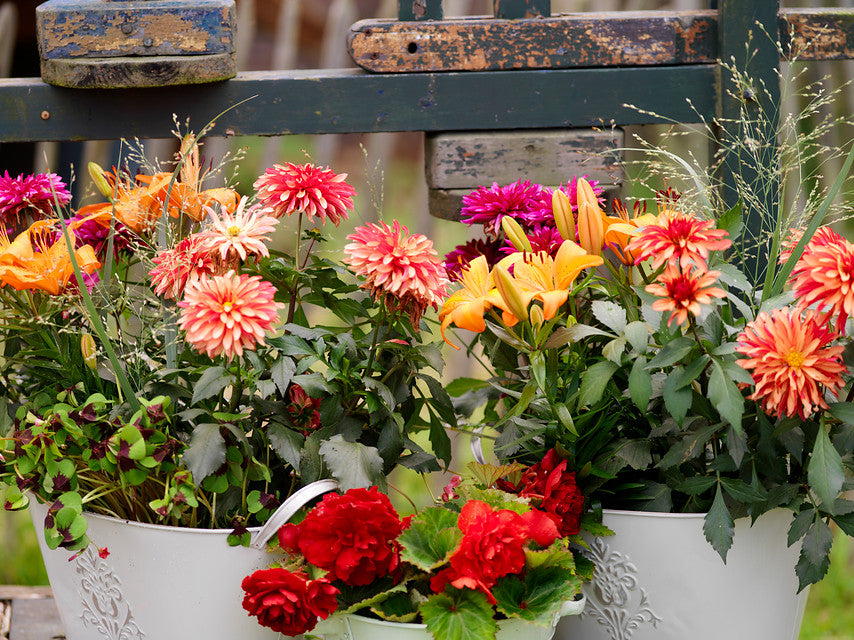 Summer bulbs in pots