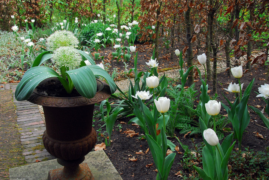 Alliums in container