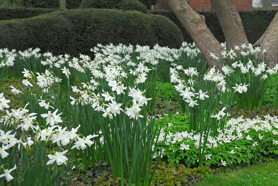 Narcissus Thalia