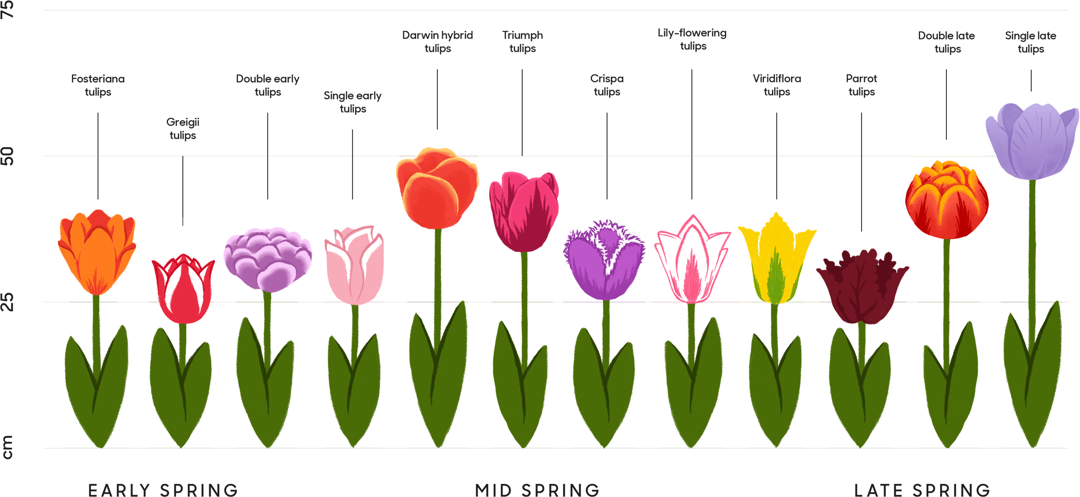 Tulip types