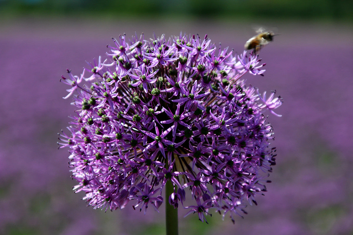 Allium Bulbs UK