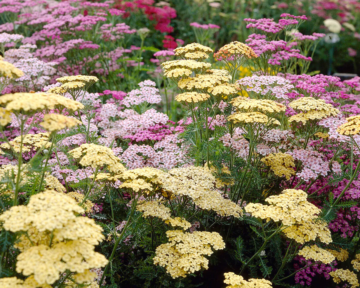 Achillea