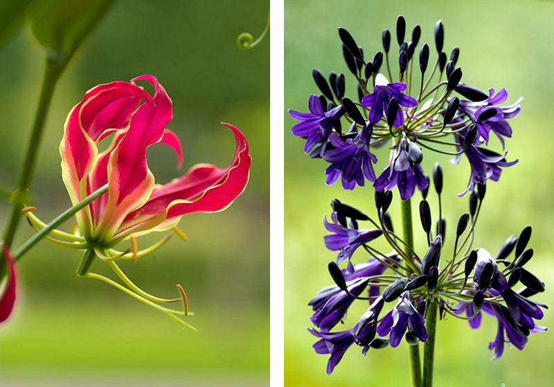 Gloriosa planting combination