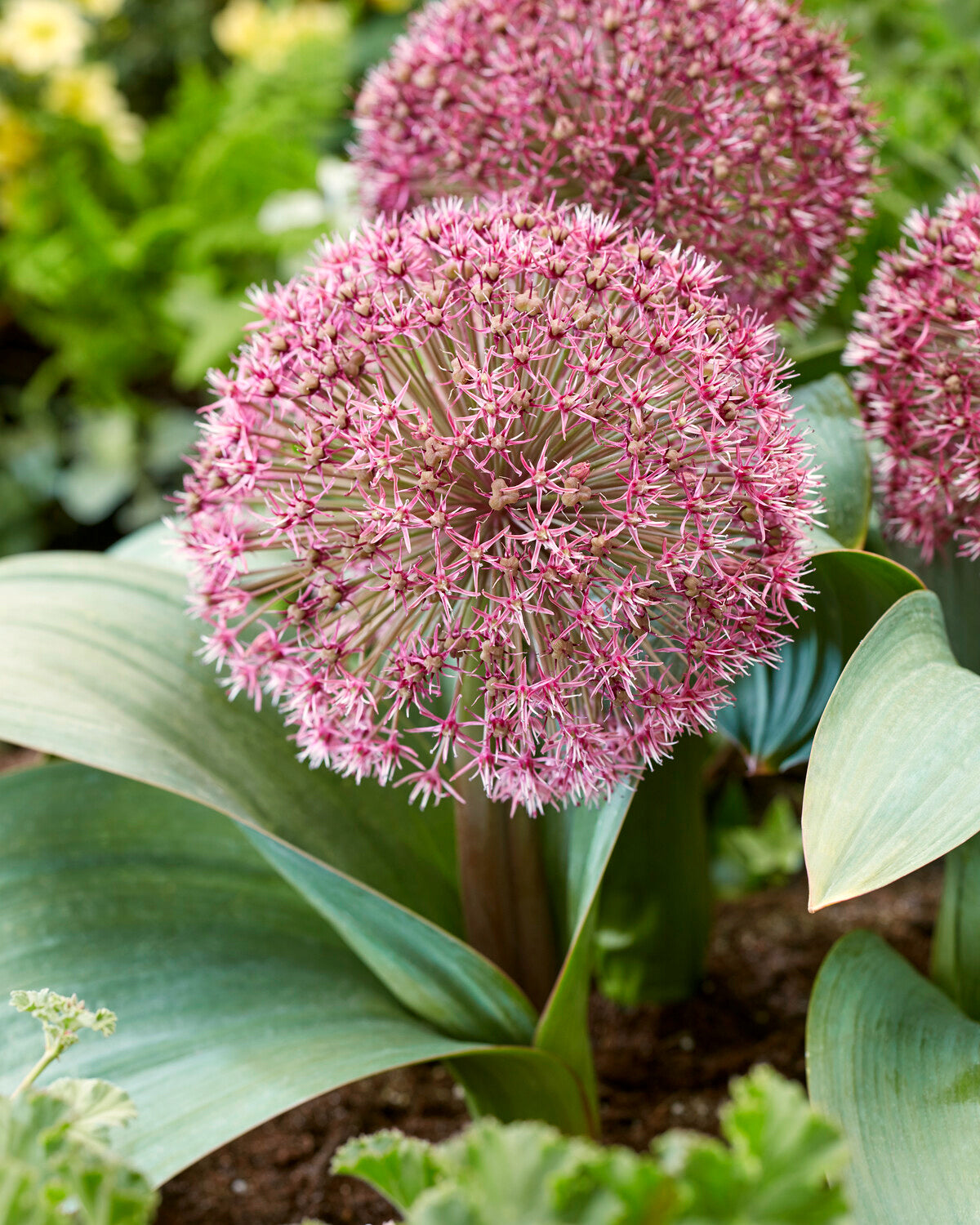allium-karativiense-red-giant-star-bulbs-buy-online-at-farmer-gracy-uk
