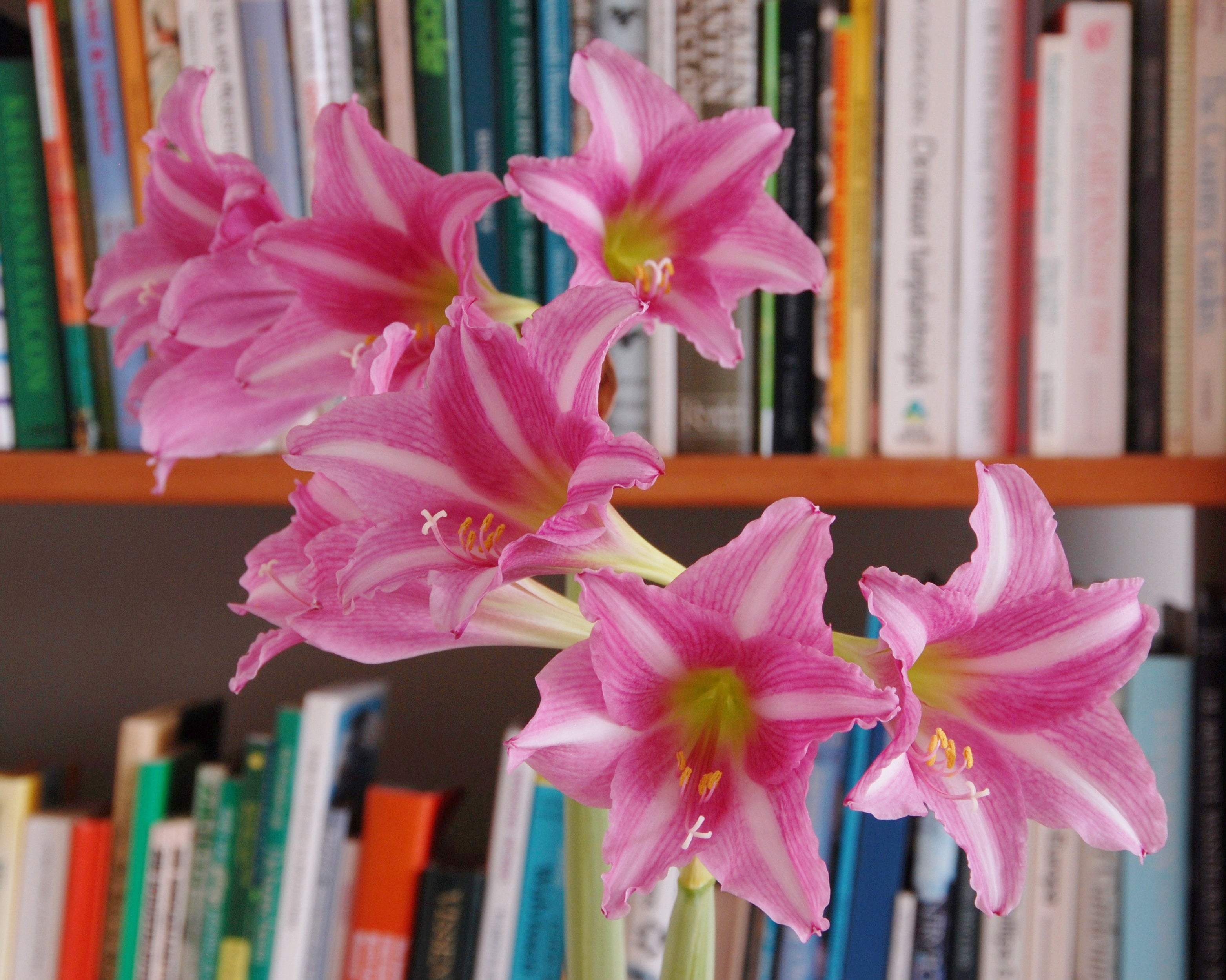 Amaryllis 'Estella' bulbs — Buy Hippeastrum (Trumpet Group) 'Estella ...