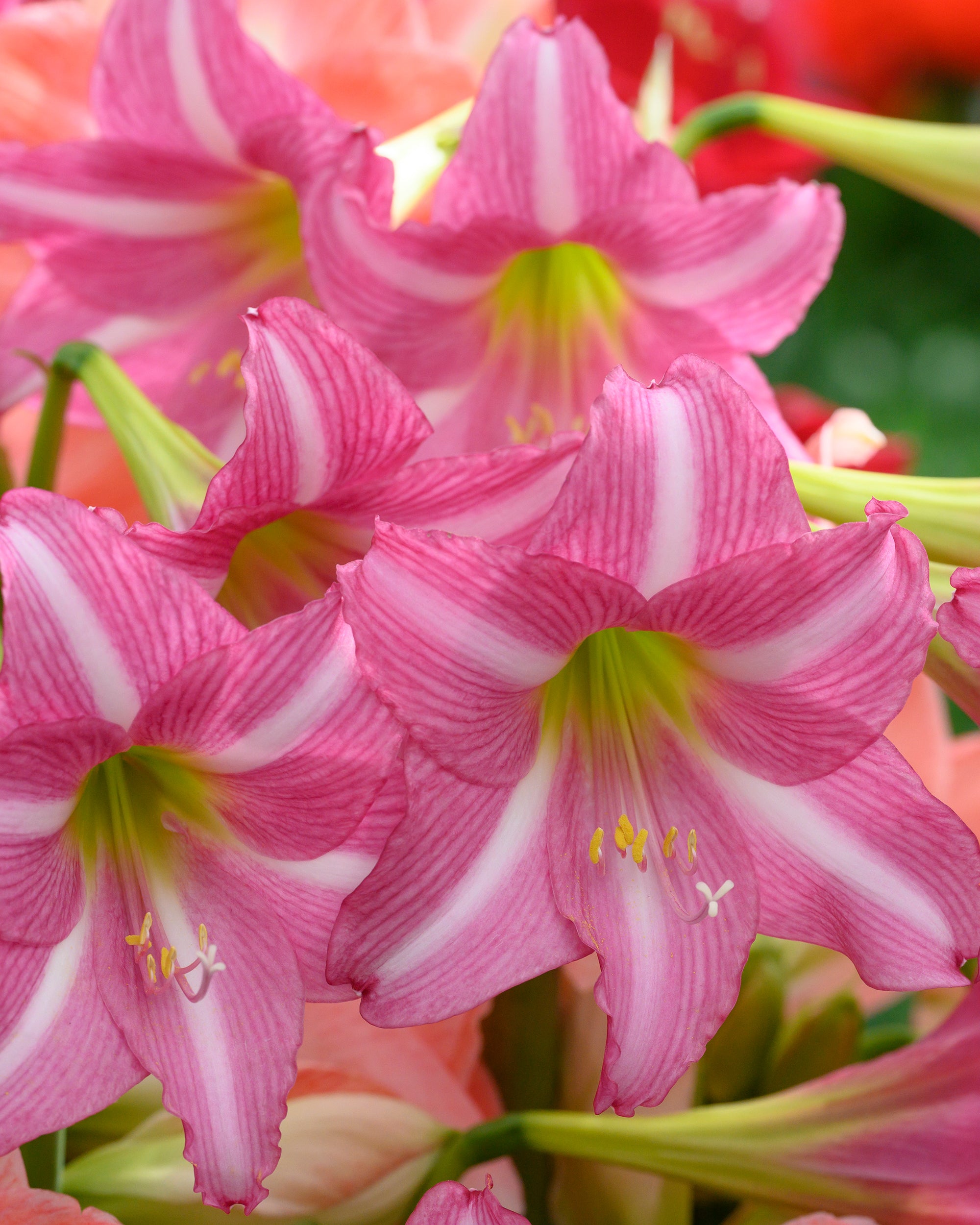 Amaryllis 'Estella' bulbs — Buy Hippeastrum (Trumpet Group) 'Estella ...