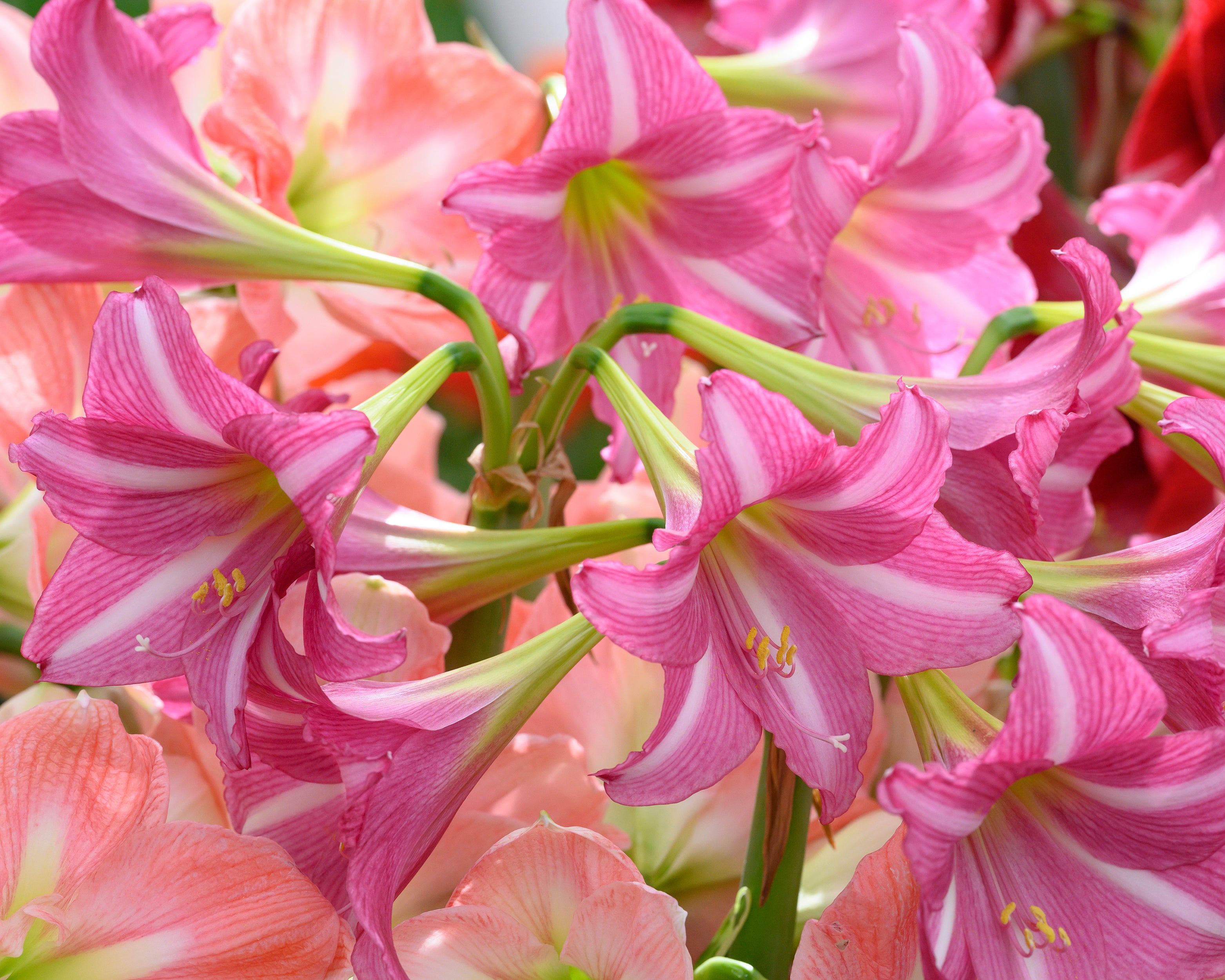 Amaryllis 'Estella' bulbs — Buy Hippeastrum (Trumpet Group) 'Estella ...