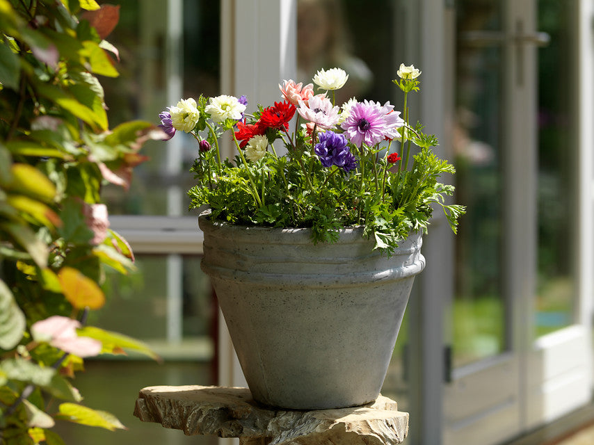 Anemone Bulbs in Pot