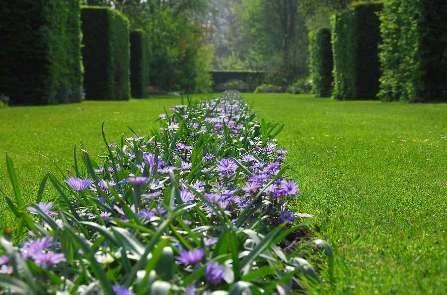 Anemone  flowers