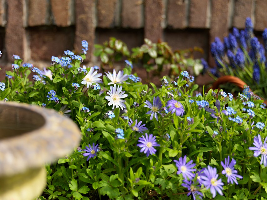 Blue Shades Anemone Bulbs