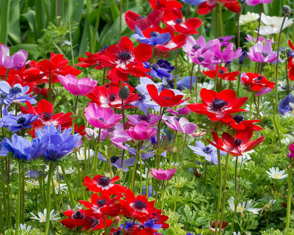 Anemone Bulbs