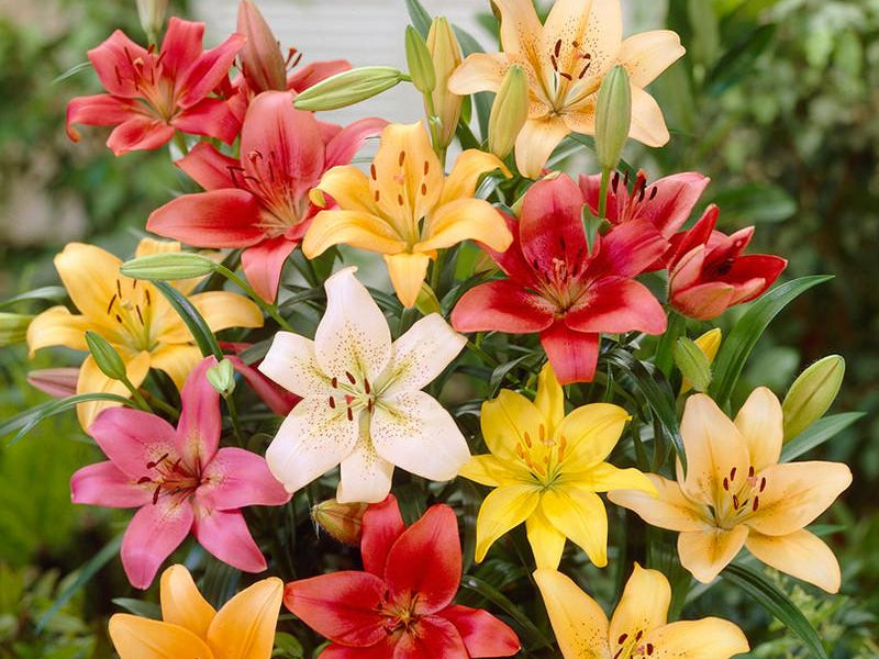 Lily Asiatic Mixed