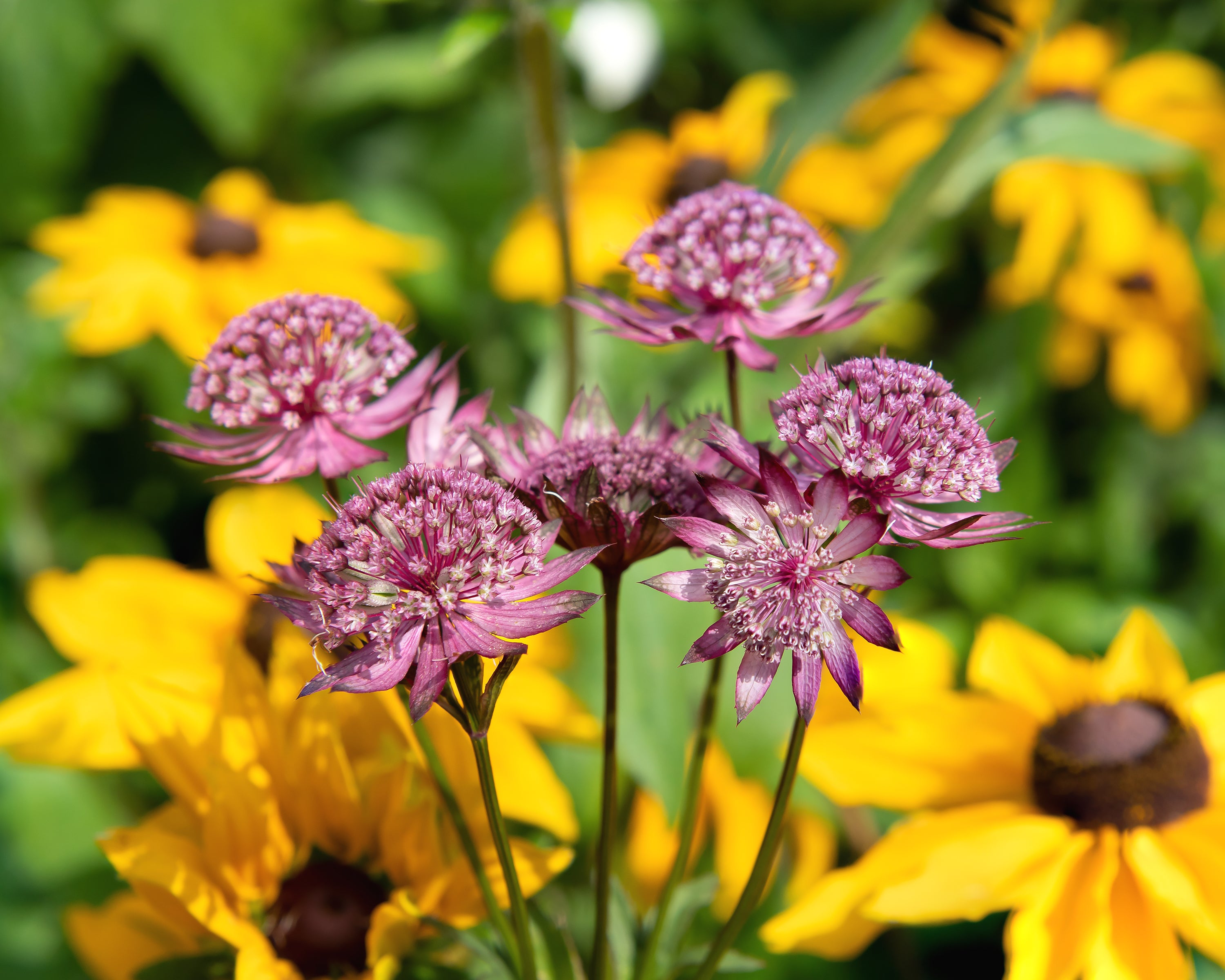 Astrantia