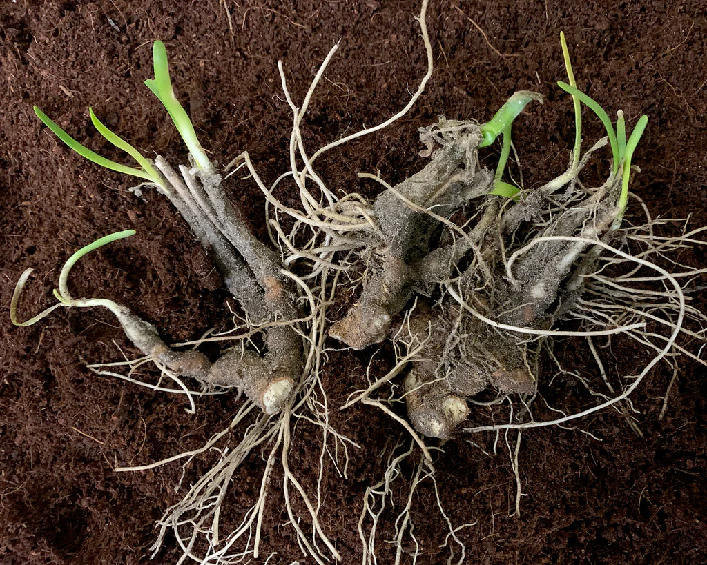Bare root perennials