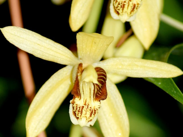 Bletilla