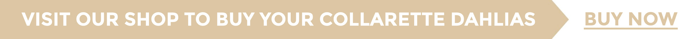 Buy Collarette dahlias online
