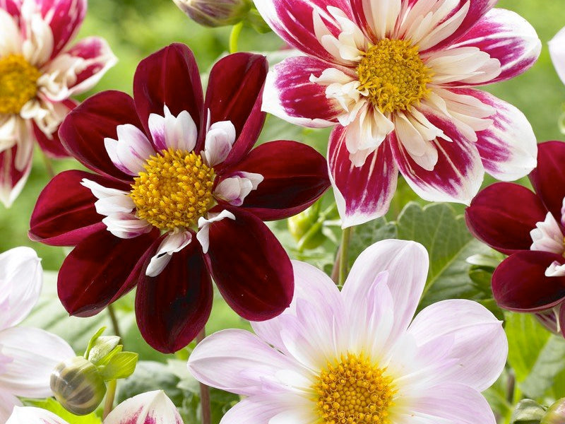 Collarette  Dahlias