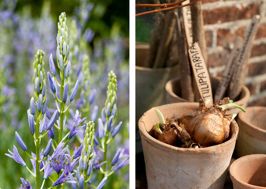 Camassia bulbs